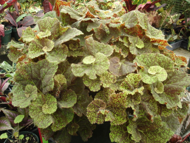 B. ‘Doppleganger’